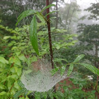 コマネチ！コマネチ！