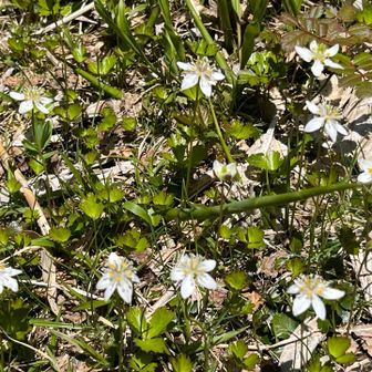 ミツバオウレン
花を写していると周回の方が降りてくる。