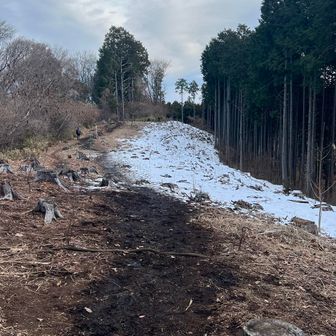 伐採されて開けてるところ