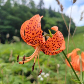 下界よりは涼しいけど、登りは汗だく💦