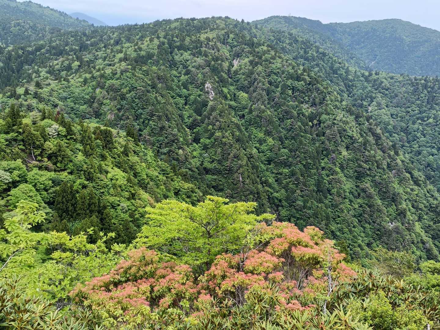 下の方の赤いのはお花ではなくアセビの葉っぱが赤くなってます