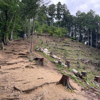 山頂の東側斜面は植林が伐採されて展望が開けています。