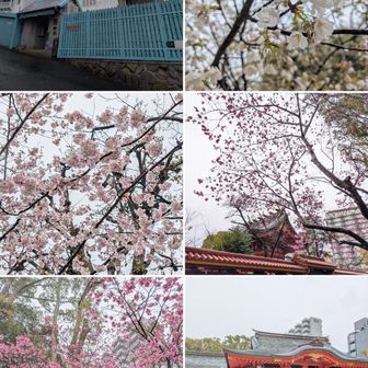 桜🌸🌸🌸。生田神社。