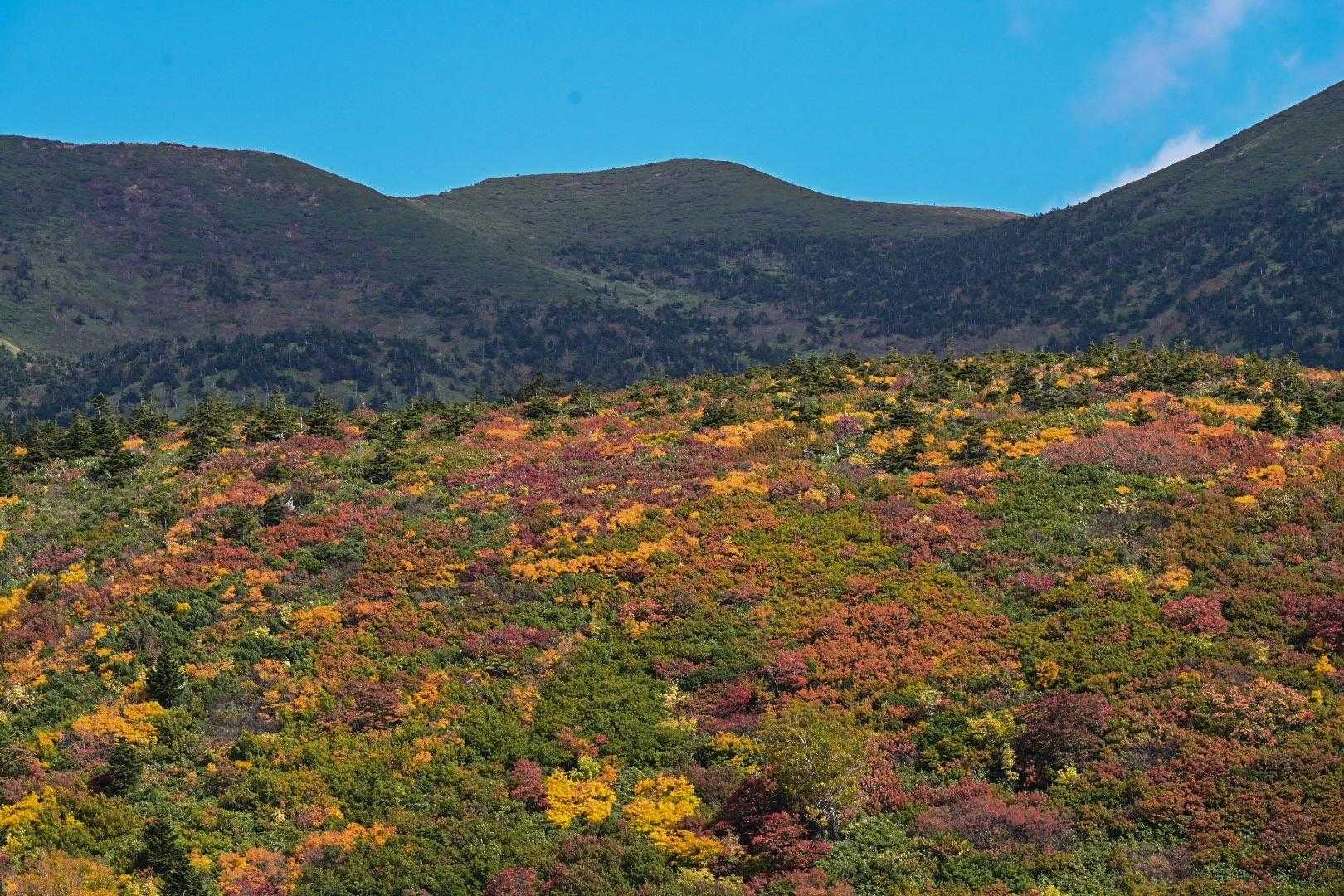 毛無岱湿原経由八甲田登山道入口-八甲田山 往復コースの写真
