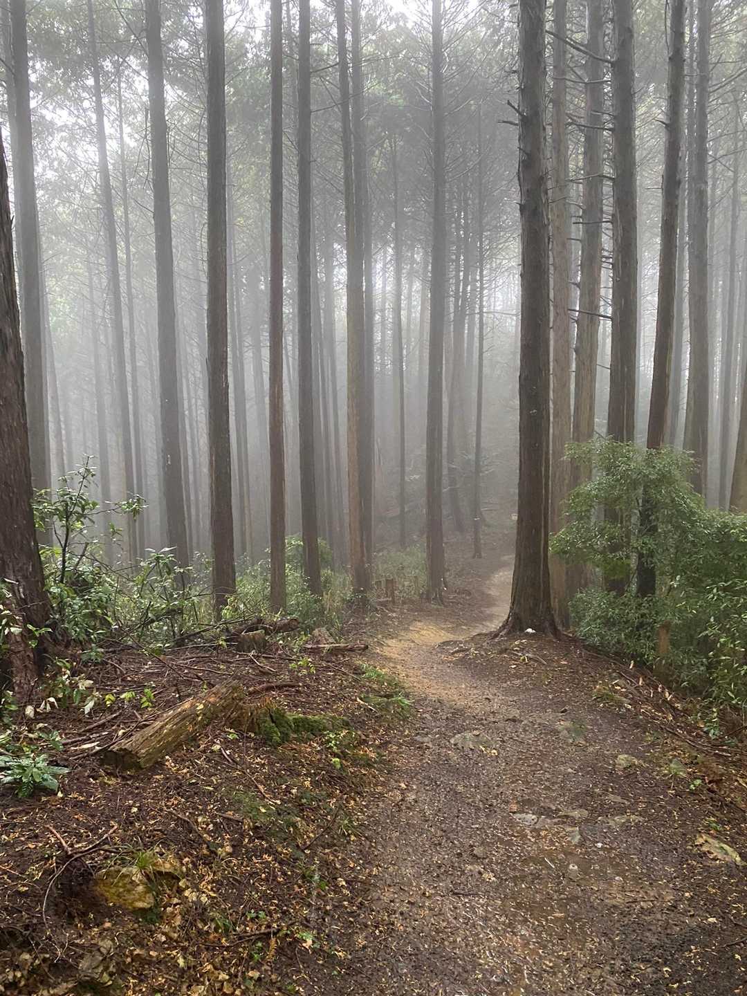 五百羅漢遊歩道を過ぎると登山道らしくなりました。雨降る中をトボトボと。