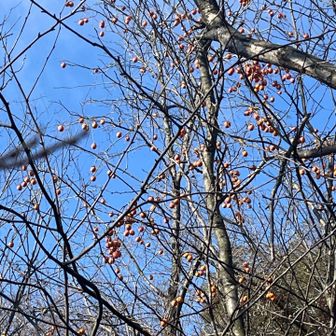 自然の柿が沢山あります。