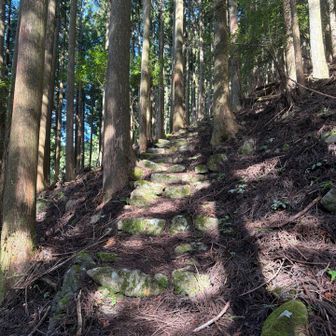 この登りにやられました。