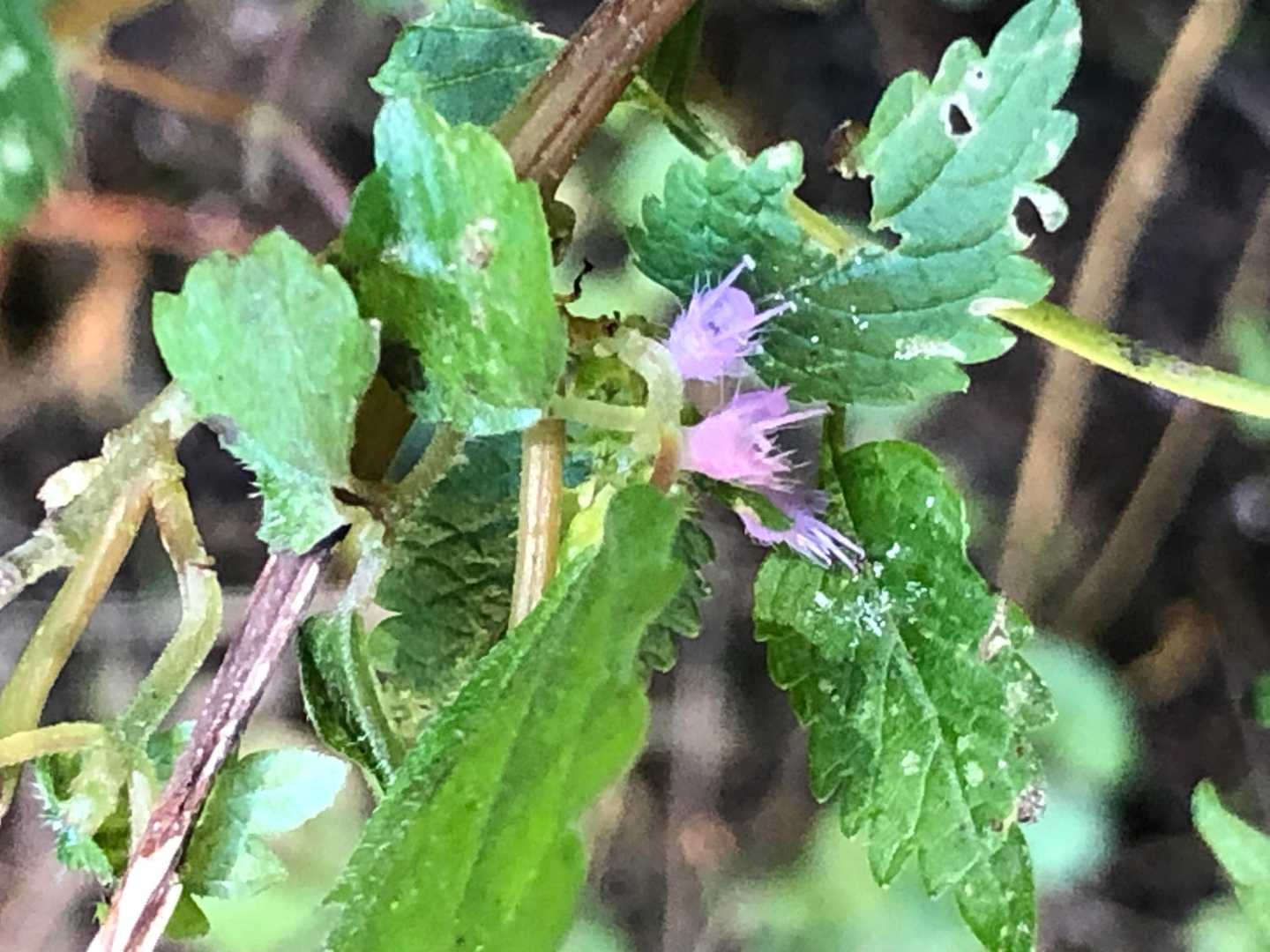 ナギナタコウジュ残り花