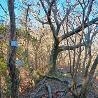 やはり少しわかりにくかったニノ峰。ここで前回れんパパさんにお会いしたんやったな〜☺️懐かしい。