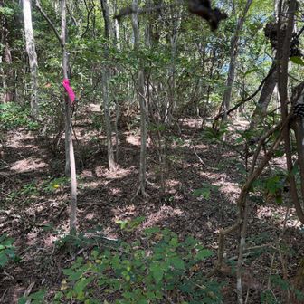 丸山への山頂へ向かう分岐は見落としてしまいました。山頂の横を通っていることに気がつき、ちょっと戻るとこのピンクテープがありました。ここを東に入って山頂を目指しました。
山頂近辺にははっきりした道は無さそうでした。
今日の全行程中、道がはっきりしなかったのはここだけでした。