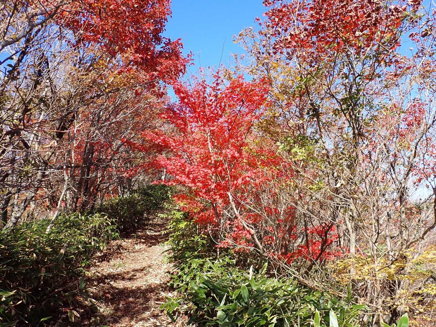 向峠バス停-小五郎山 周回コースの写真