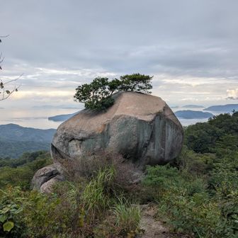 妙見山を過ぎると大きな岩の上に生えている千貫松😳
比べるものがないから大きさが伝わらない…😆