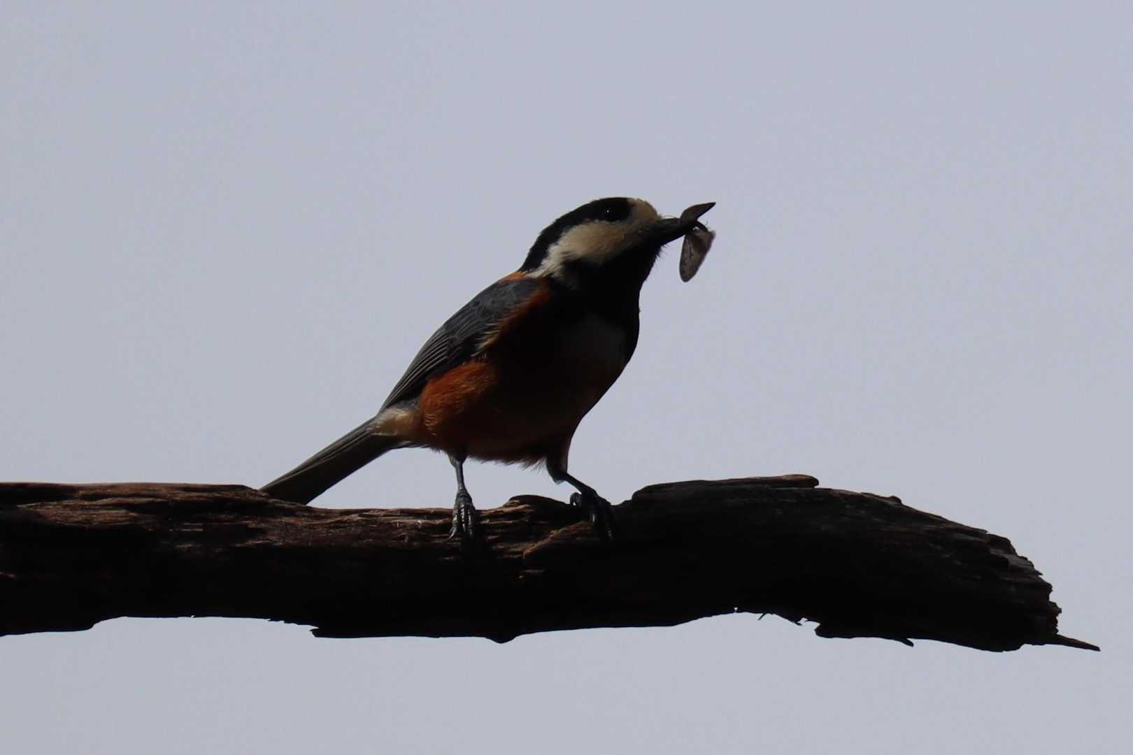 何かを咥えて移動してる姿が見られました🕊