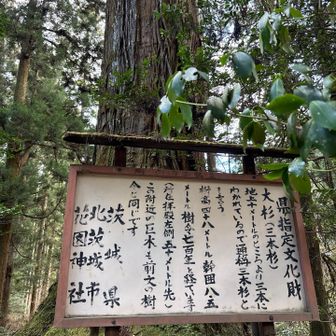 杉が立派すぎ！🤭