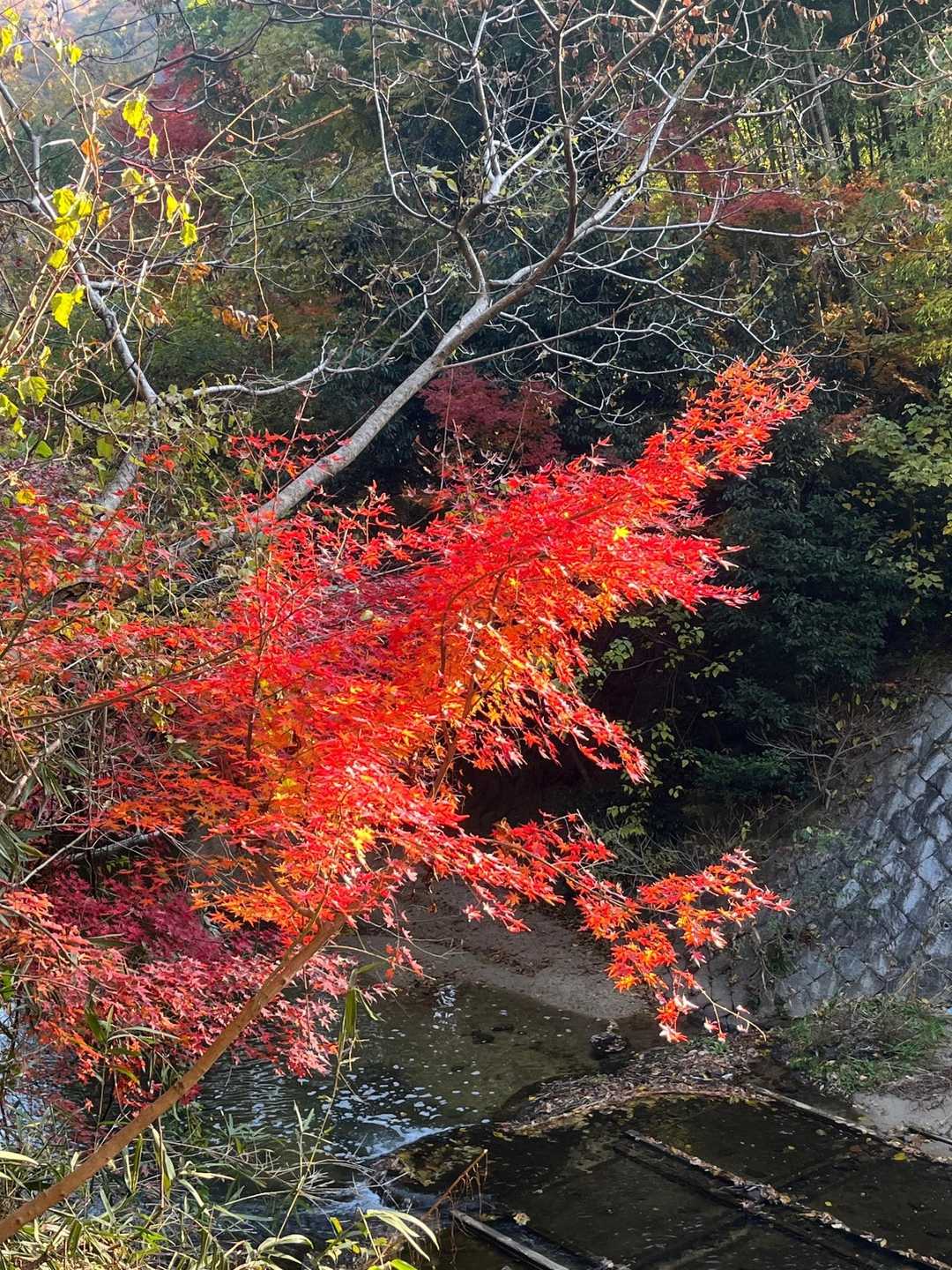 紅葉🍁もバッチリ