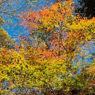 この時期ならではのグラデ紅葉があちこちに