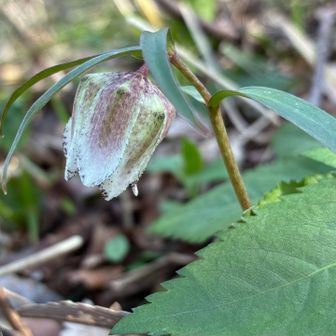 下りでは、キョロキョロ探してゆっくり…