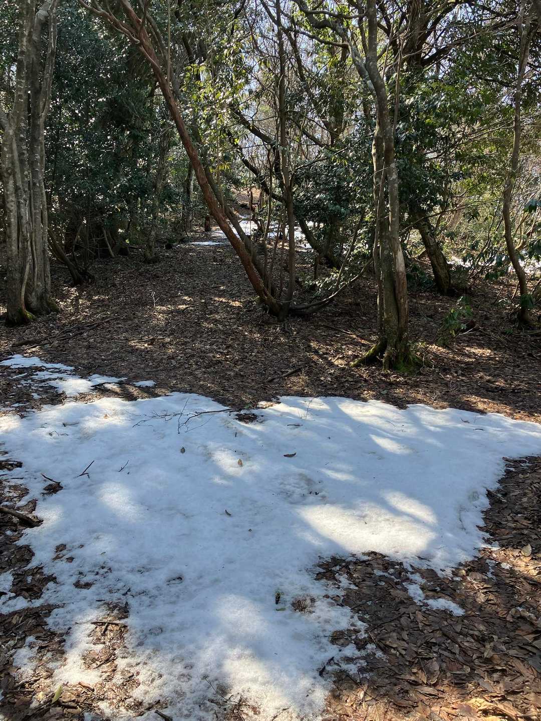 一つ二つのアップダウンを過ぎると雪❄️が残ってました。この辺りから雪て濡れた落ち葉🍂でさらに滑りまくり。💦
