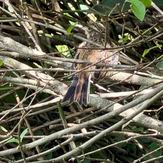 木の枝に止まる幼鳥