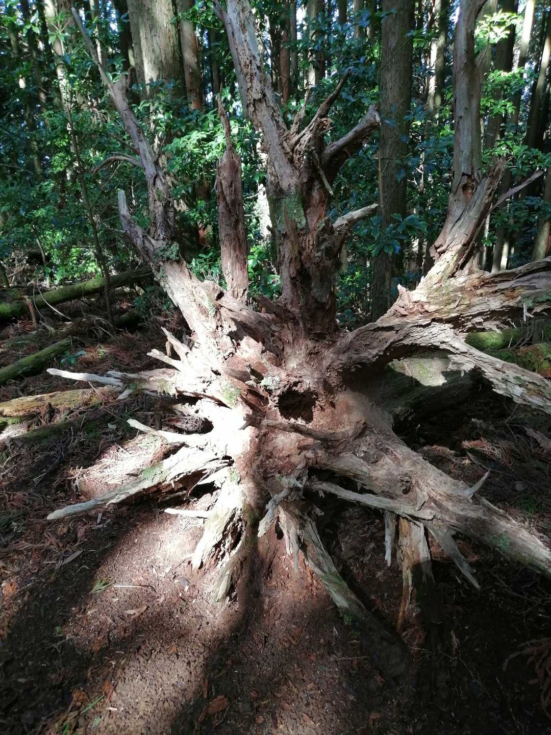 奥北山の写真
