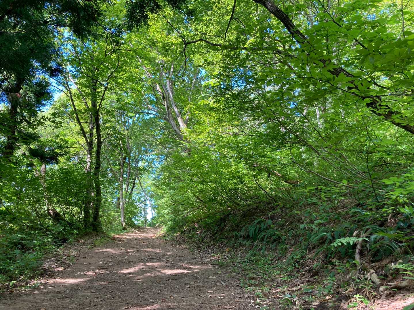 2022年の登り初めは雪の城山でした♬
2022年の山の日は青空の城山で♬
この道を歩けるのが嬉しい🌿🌿🌿