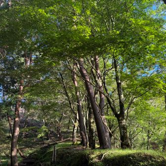 緑🌲が良い色です