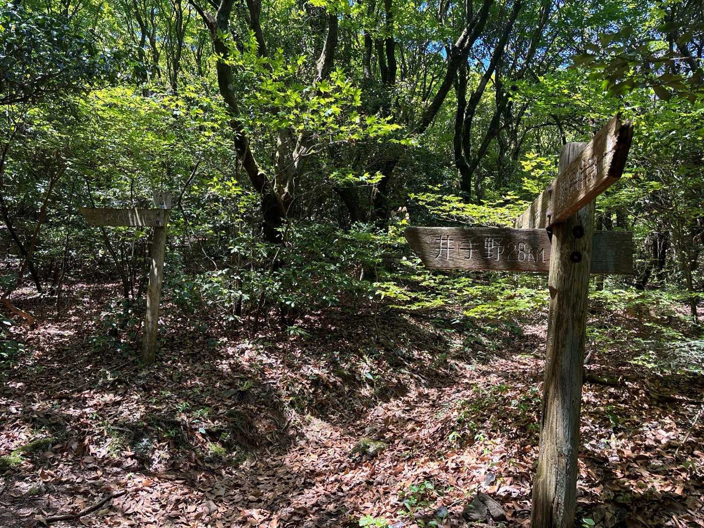 分岐を見落とし､金山方面へ進んでしまう｡
見た記憶のない倒木で気づいてUターン｡
井出野へ下ります｡