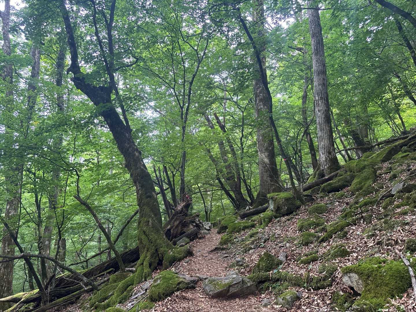 大船林道に雰囲気似てる
ハンモック欲しい。
キャンプしたら良さそう⛺️
紅葉や楓の多い森でした。