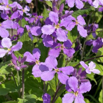 道中に沢山咲いてたけど何の花だろう。