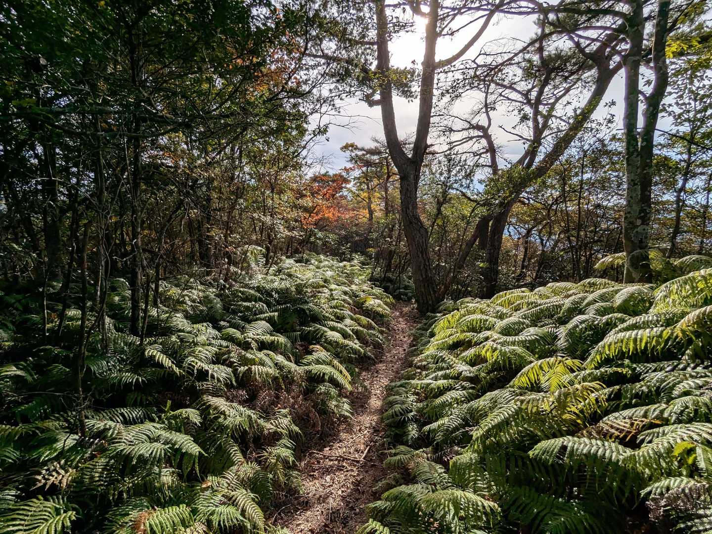 頭光嶽-高見城山 往復コースの写真