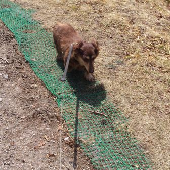 トシヒロ・マロン