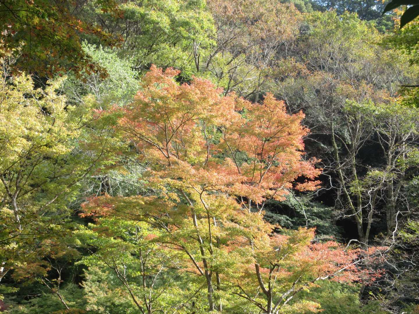 瀧安寺-石子詰登山口-箕面山-三国峠 周回コースの写真