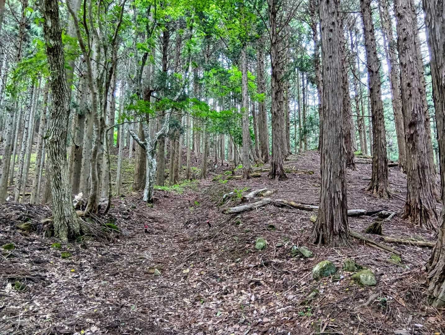 風景が変わらない杉林🪵