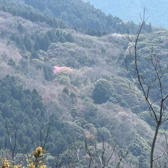 源氏桜かなぁ
鷹取山より