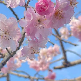 八重で可愛い🩷