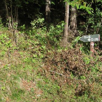 やっと登山道に入る