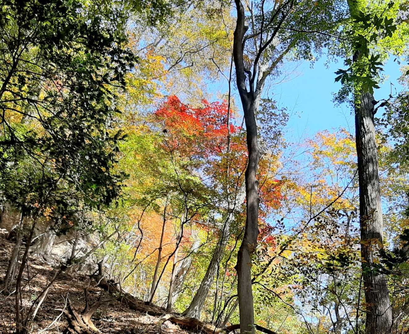 紅葉