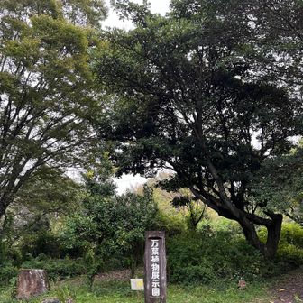 万葉
