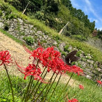 彼岸花にアゲハ蝶🦋