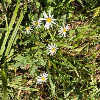里山っぽい道の脇に白いお花がかわいい♡