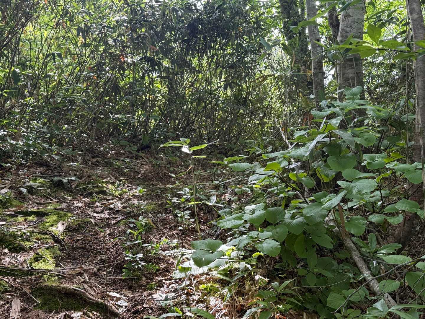 登山道はこんな感じです