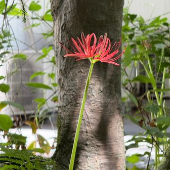 彼岸花の時期😊✨
城山に彼岸花咲いてなぁ🙄✨✨見たいなぁー
小仏峠下の🅿︎を使えば楽に行けるな🧐
