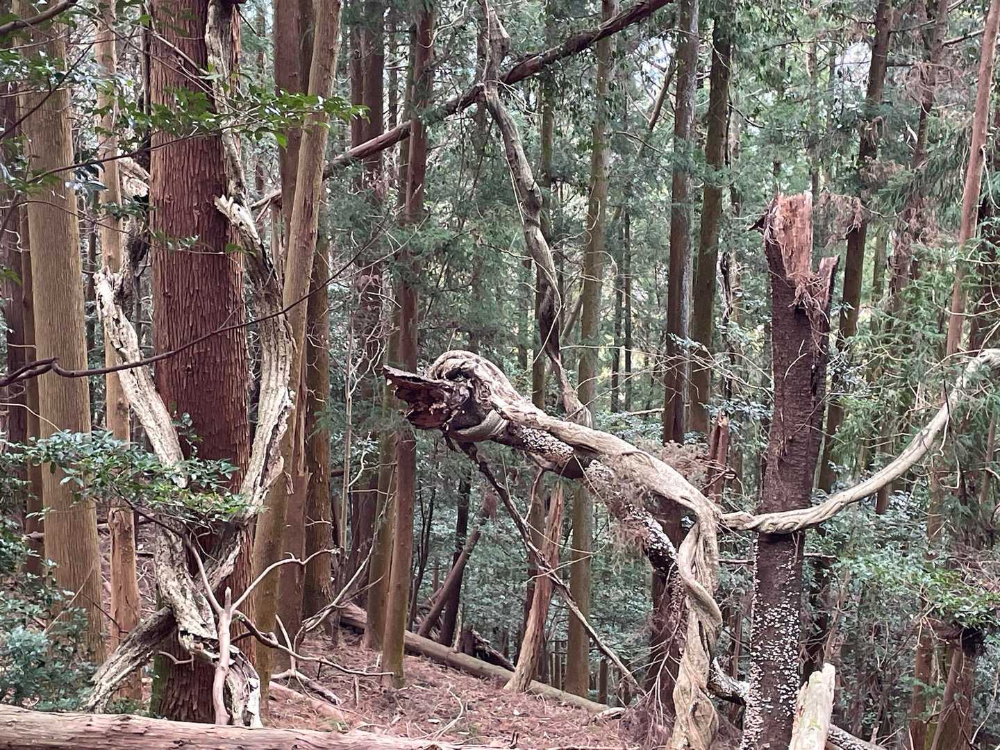 桝形山-鉢ヶ峰南峰-日川富士-観音岳-堀坂峠の高-堀坂峠- 縦走コースの写真
