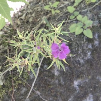 シナノナデシコ