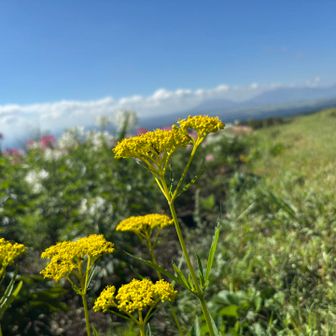 女郎花見ると
秋が来たなーって感じる