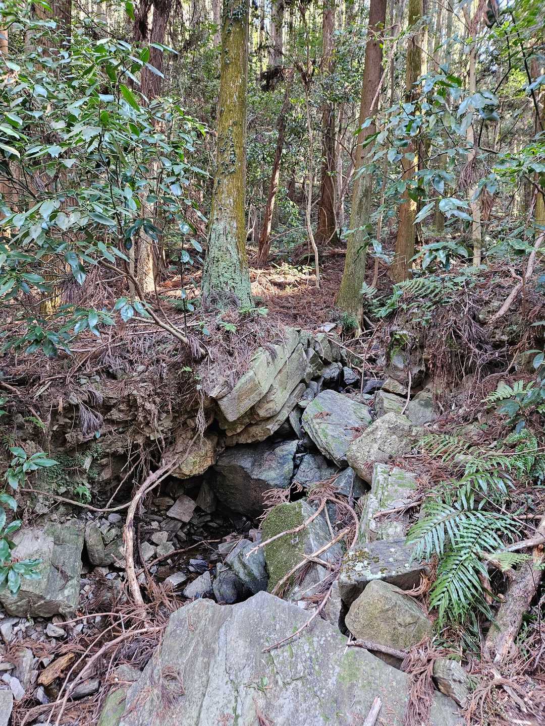 途中見つけた不思議な地形🤔
綺麗に重なった岩の上に🌳が生えている😮