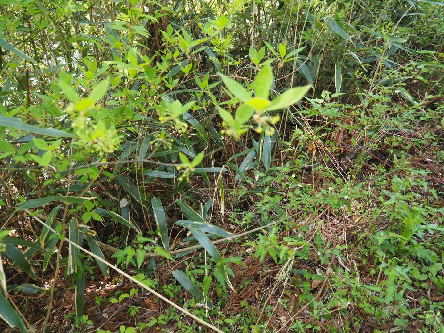 梅ヶ市登山口-堂ヶ森 往復コースの写真
