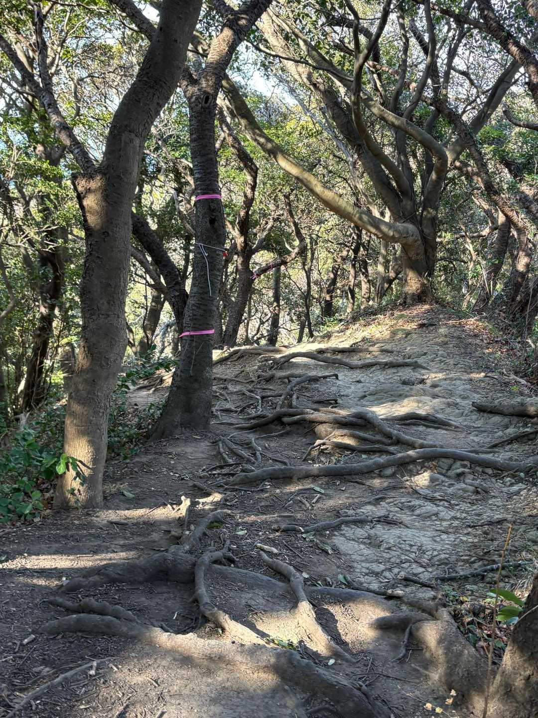 尾根道歩き🎶