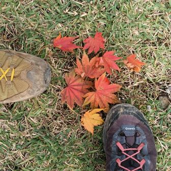 色づいた🍁葉に秋を感じる