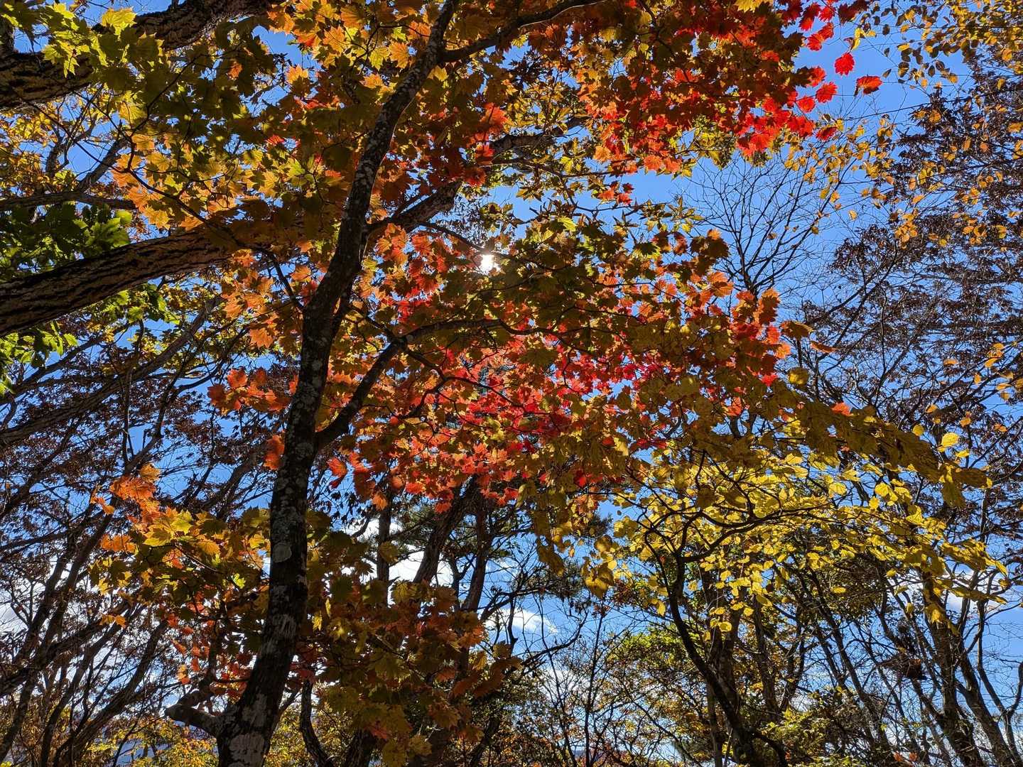 紅葉キレイ！
きっとこの紅葉は八ヶ岳みたいな高山じゃ見れんかったよね！！
と虚勢を張る